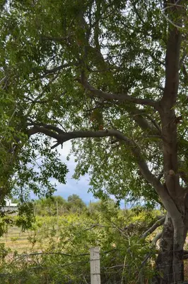 Plano de Finca Vitali