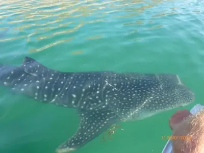 Animales en la villa o alrededores