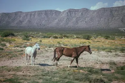 Animales en el camping o alrededores