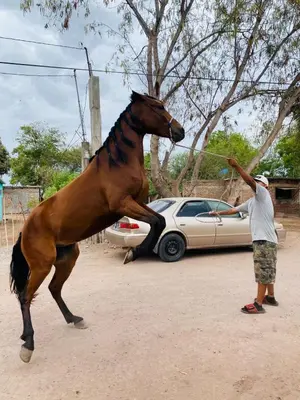 Animales en la casa o chalet o alrededores