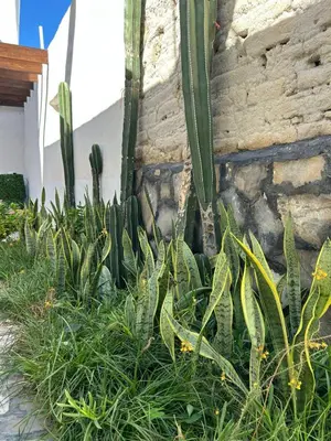 Jardín al aire libre en Casa del Nogal in the heart of Pueblo Mágico