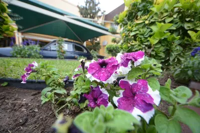 Jardín al aire libre en Hotel Sicomoro