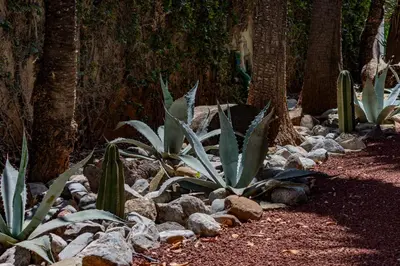 Jardín al aire libre en Quinta Dorada Hotel & Suites