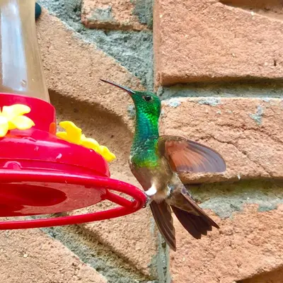 Animales en el hotel cápsula o alrededores