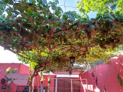 Jardín al aire libre en Casita Felixz