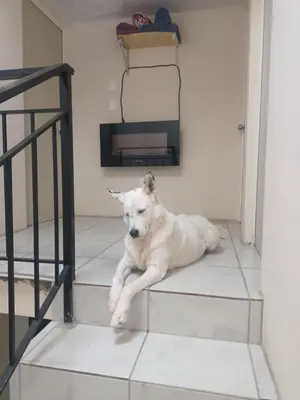 Mascotas con sus dueños en Airport Hostel